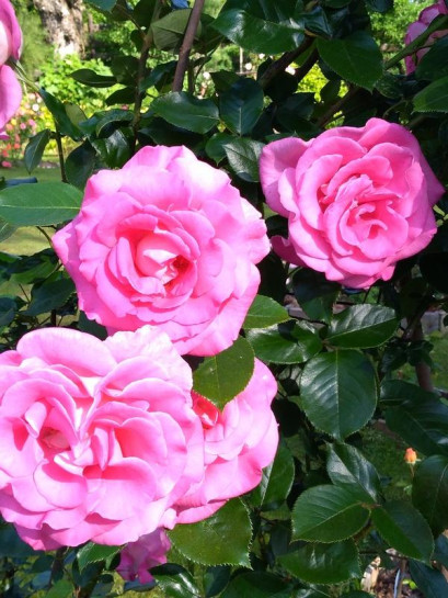 PARFUM ROYAL CLIMBING pnąca róża