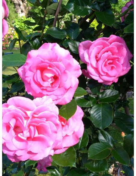 PARFUM ROYAL CLIMBING pnąca róża