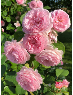 JAMES GALWAY róża angielska