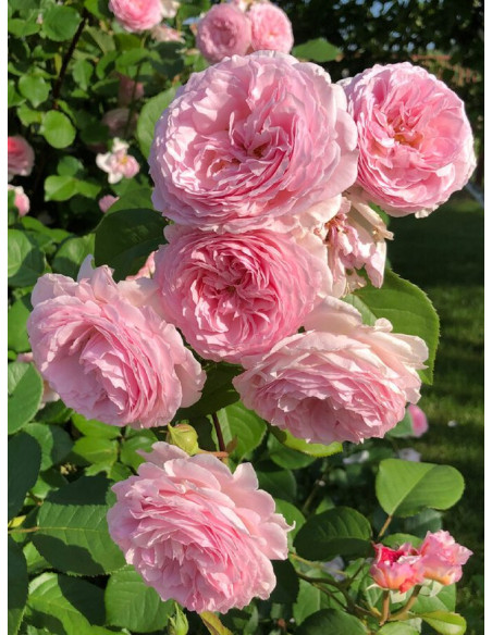 JAMES GALWAY róża angielska