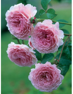 JAMES GALWAY róża angielska 2