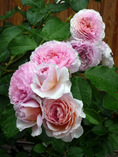 angielska róża JAMES GALWAY