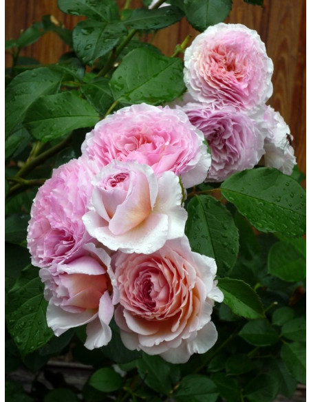 angielska róża JAMES GALWAY