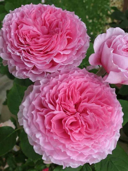 JAMES GALWAY angielska róża