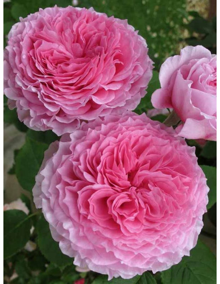 JAMES GALWAY angielska róża