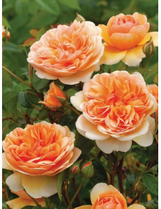 PORT SUNLIGHT róża angielska