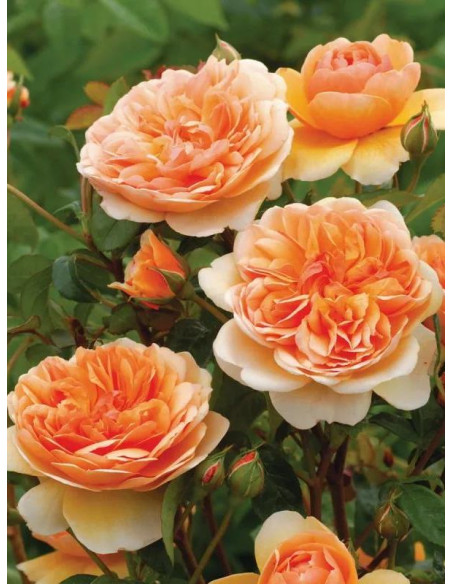 PORT SUNLIGHT róża angielska