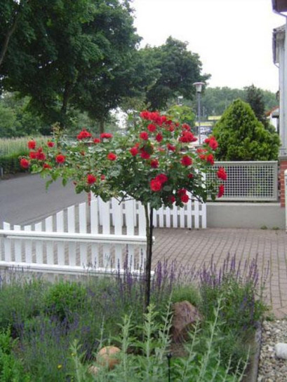 róża wysokopienna fairy dance