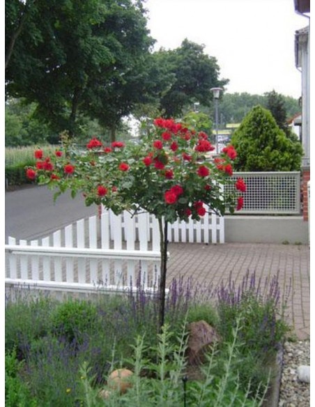 róża wysokopienna fairy dance