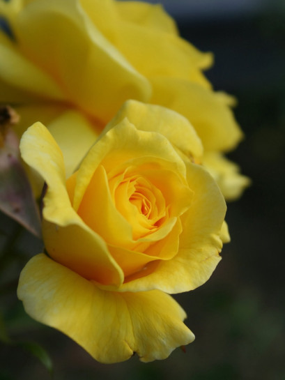 Fresia - rabatowe żółte róże