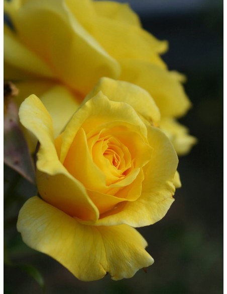 Fresia - rabatowe żółte róże