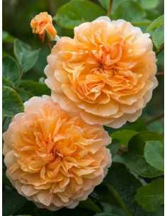 PORT SUNLIGHT róża angielska 2