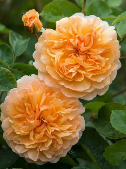 PORT SUNLIGHT angielska róża