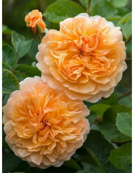 PORT SUNLIGHT angielska róża