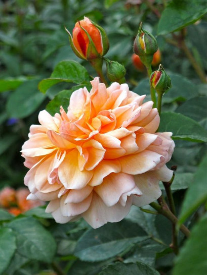 róża angielska PORT SUNLIGHT