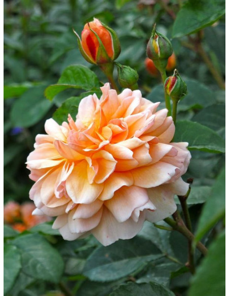 róża angielska PORT SUNLIGHT