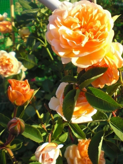 angielska  róża PORT SUNLIGHT