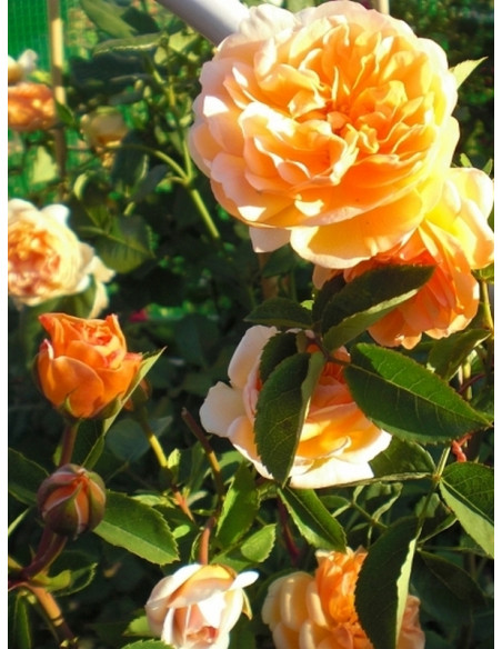 angielska  róża PORT SUNLIGHT