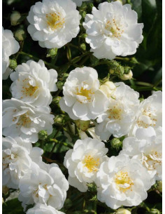 GUIRLANDE D'AMOUR róża pnąca 2