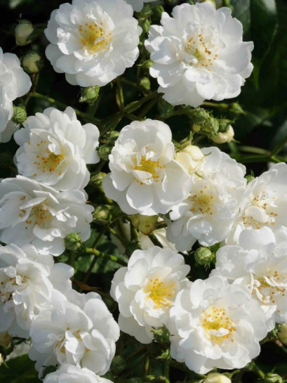 GUIRLANDE D'AMOUR pnąca róża