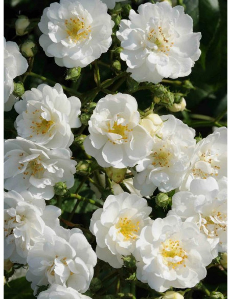 GUIRLANDE D'AMOUR pnąca róża