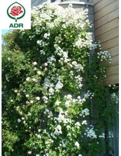 GUIRLANDE D'AMOUR róża pnąca