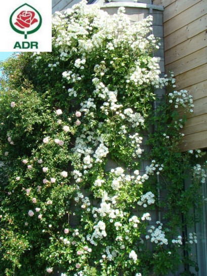 GUIRLANDE D'AMOUR róża pnąca