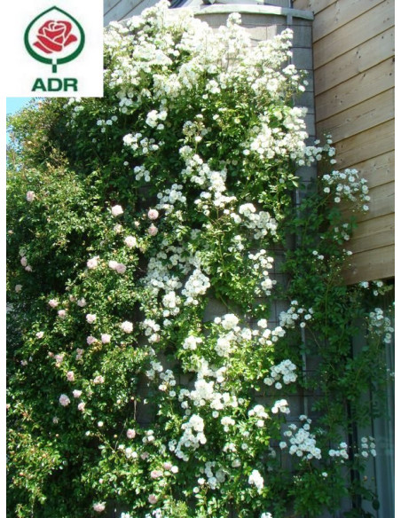 GUIRLANDE D'AMOUR róża pnąca