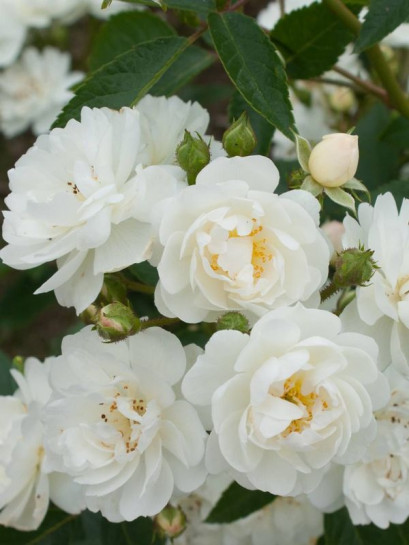 róża pnąca GUIRLANDE D'AMOUR