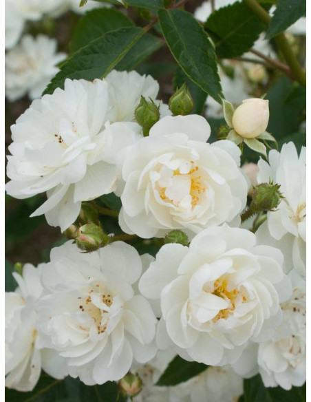 róża pnąca GUIRLANDE D'AMOUR