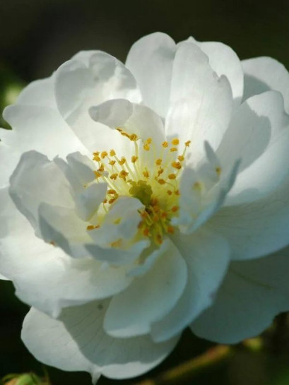 pnąca róża GUIRLANDE D'AMOUR