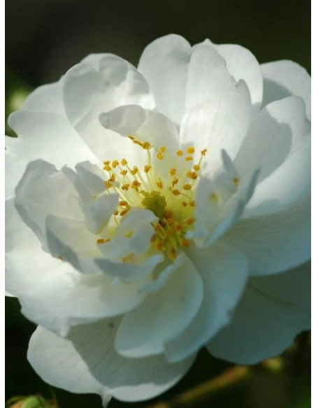 pnąca róża GUIRLANDE D'AMOUR