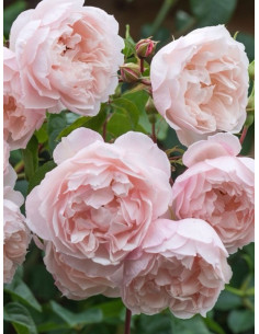 THE GENEROUS GARDENER róża angielska 2