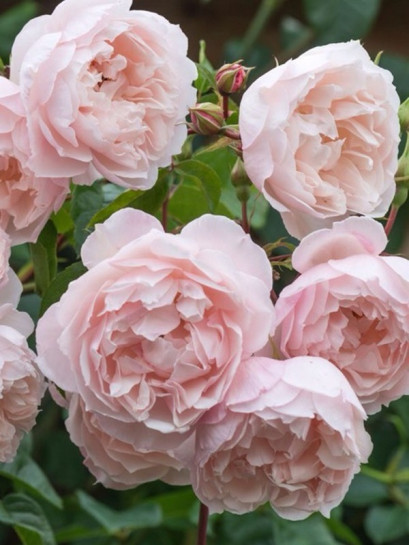 THE GENEROUS GARDENER angielska róża