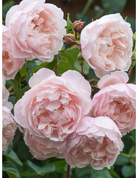 THE GENEROUS GARDENER angielska róża