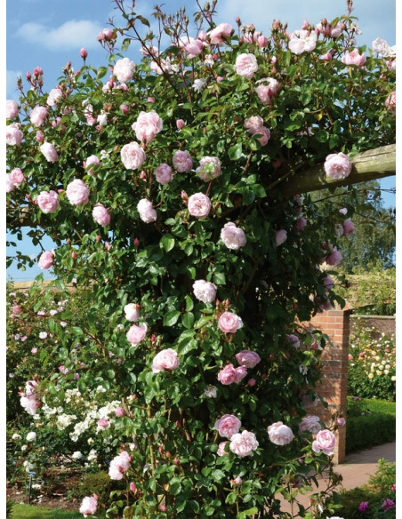 THE GENEROUS GARDENER róża angielska