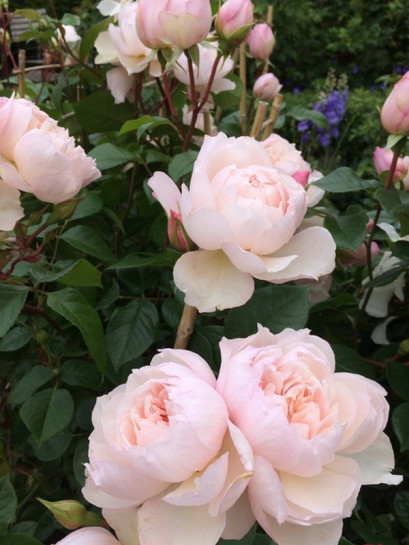 róża angielska THE GENEROUS GARDENER