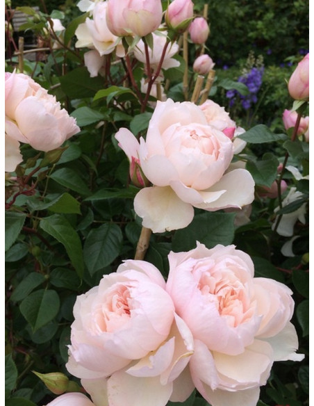 róża angielska THE GENEROUS GARDENER