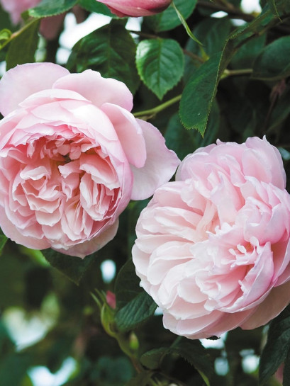 angielska róża THE GENEROUS GARDENER