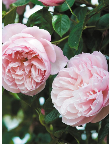 angielska róża THE GENEROUS GARDENER