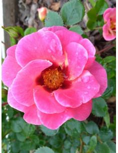 EYE TO EYE róża rabatowa 2