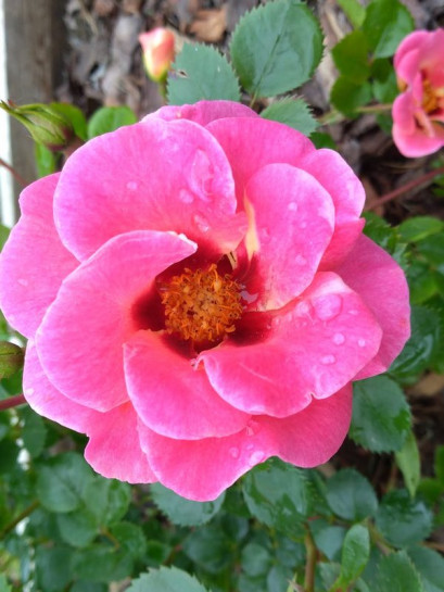 EYE TO EYE rabatowa róża