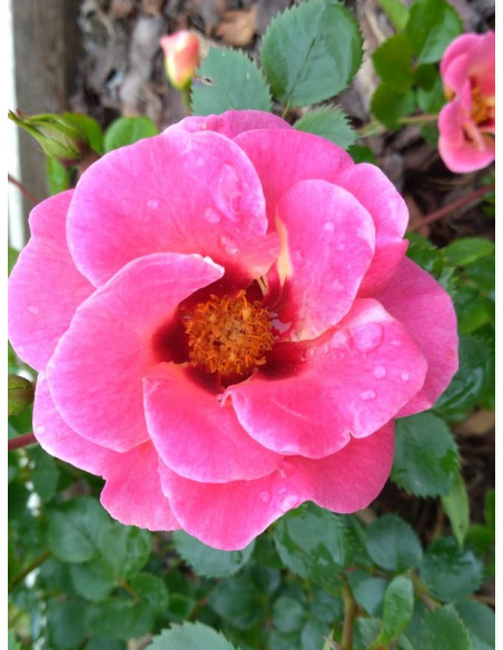 EYE TO EYE rabatowa róża