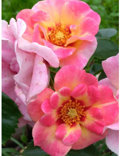 EYE TO EYE róża rabatowa