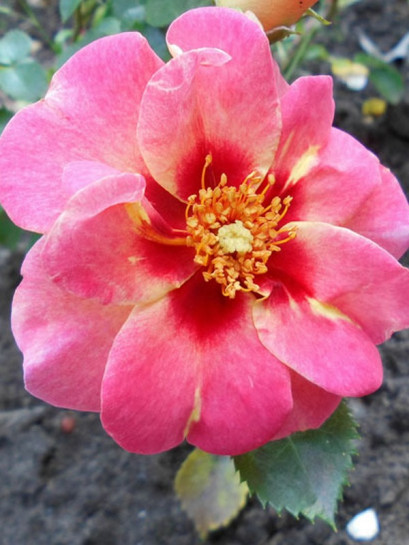 róża rabatowa EYE TO EYE