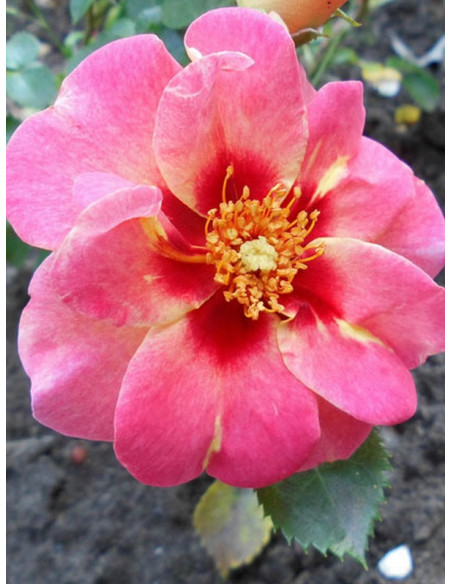 róża rabatowa EYE TO EYE