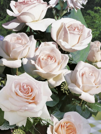 PRINCE JARDINIER wielkokwiatowa róża