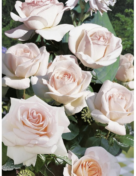 PRINCE JARDINIER wielkokwiatowa róża