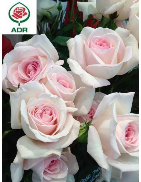 PRINCE JARDINIER róża wielkokwiatowa