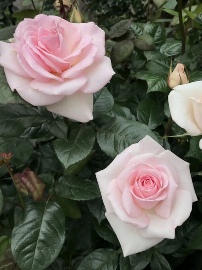 róża wielkokwiatowa PRINCE JARDINIER